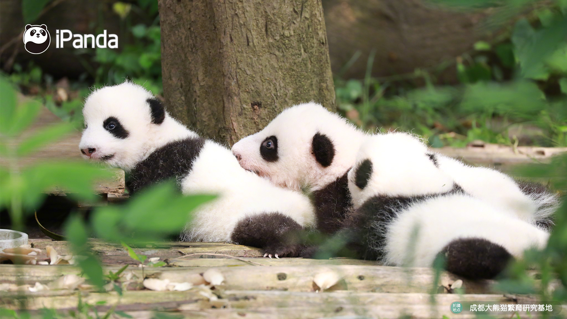 招!银国际：关注已授权药物的研发推进 推荐买入三生制药等