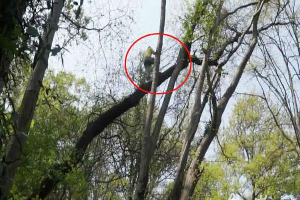 真爱美家连收—3个涨:停板