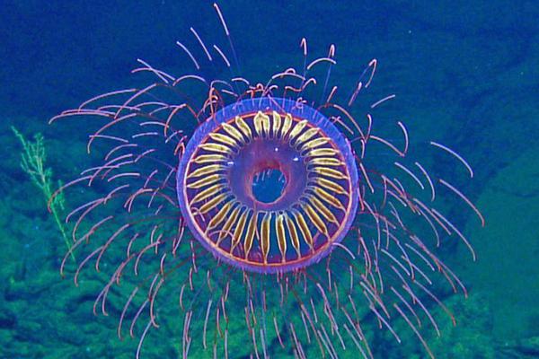 世界互联网:大会乌镇峰会开幕，外国代表：中国的技术实力让我们充满向往