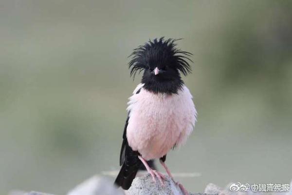 聚飞<光>电回购887万股 成交金额5731万元