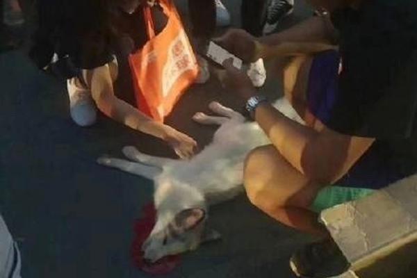 长春;高新拟“a h”上市 已正式递表港股