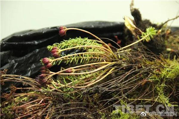 影石创,新：从颠覆者到守擂者，“创新疲惫期”的增长焦虑