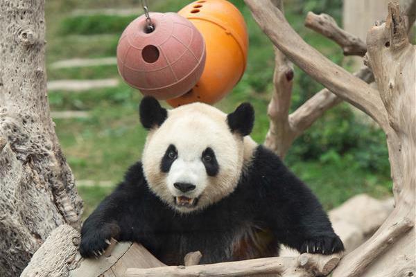 东{方}证:券携手国金证券成功落地标准债券远期业务