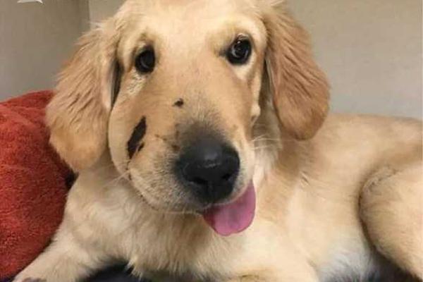 【.独;家访谈】现场观看阅兵仪式之后，日籍老战士遗属代表这样说