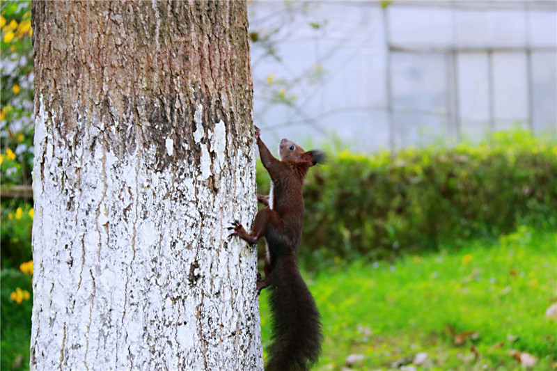 重组传?闻刺激?，华侨城a盘中涨停！回应来了