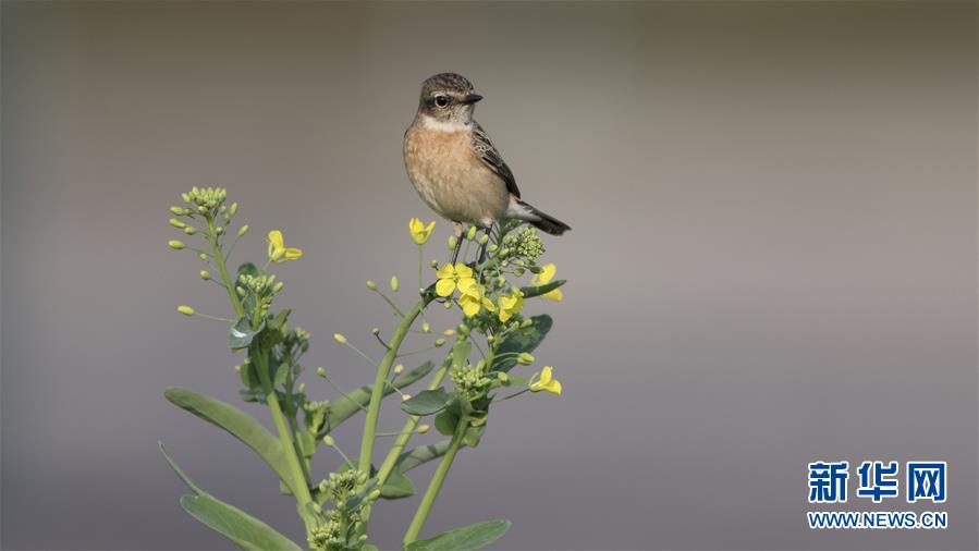 东<星>医疗：截至2025年11月10日，公司股东总数为10180户